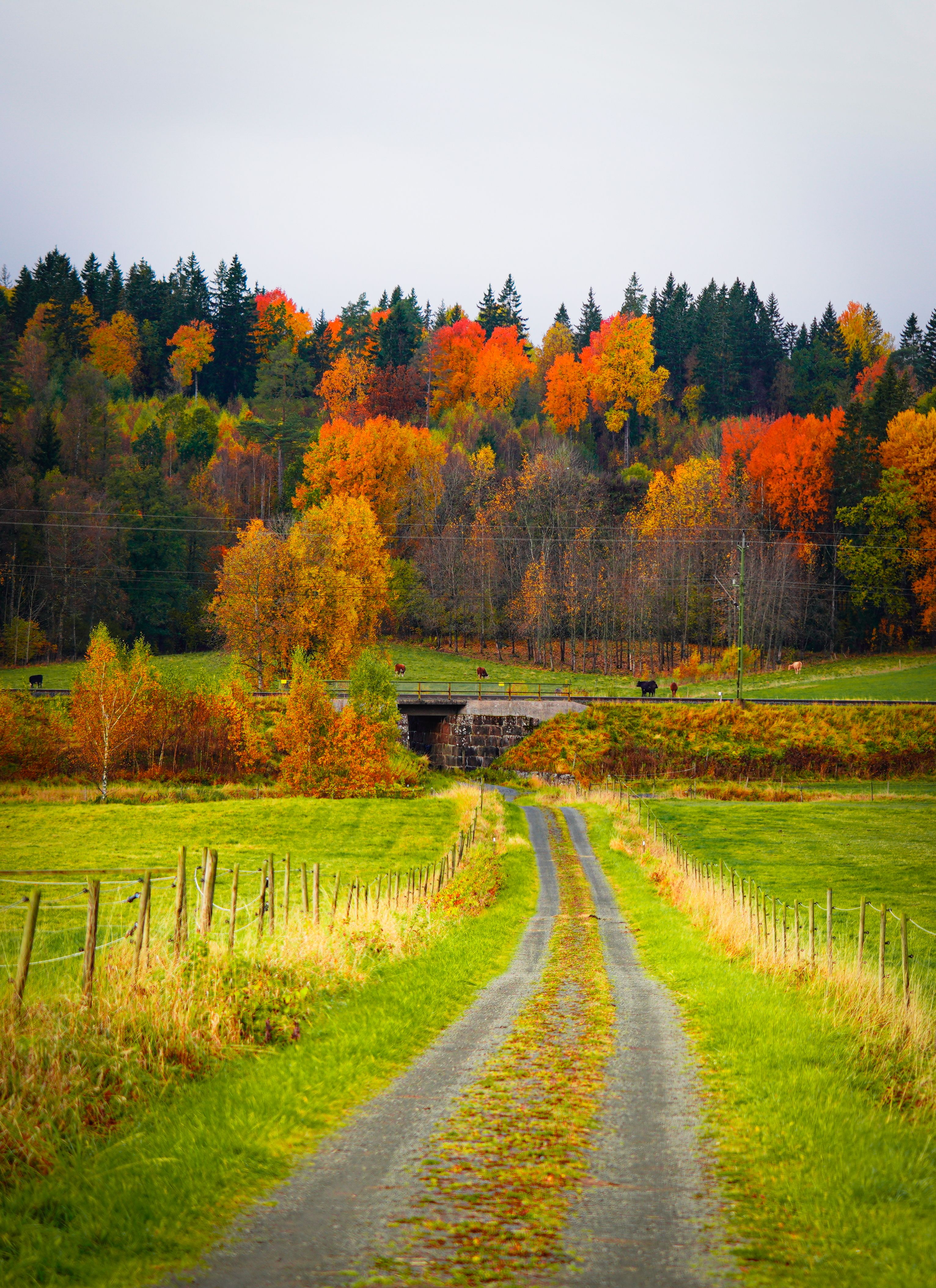 This Week in Scandinavia — 18–24 August
